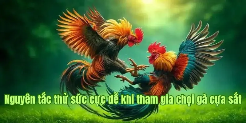 Đá Gà Cựa Sắt Good88 - Tranh Tài Nảy Lửa, Kịch Tính Khó Cưỡng 2 Nguyên tắc thử sức cực dễ khi tham gia chọi gà cựa sắt